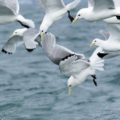 Kittiwake