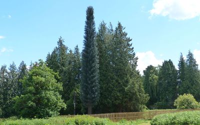 FLI fake tree cell phone mast
