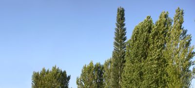Telecoms tree mobile phone tree fli
